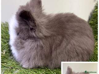 Lionhead rabbits Beautiful double mained lionheads ready soon - Advert 6