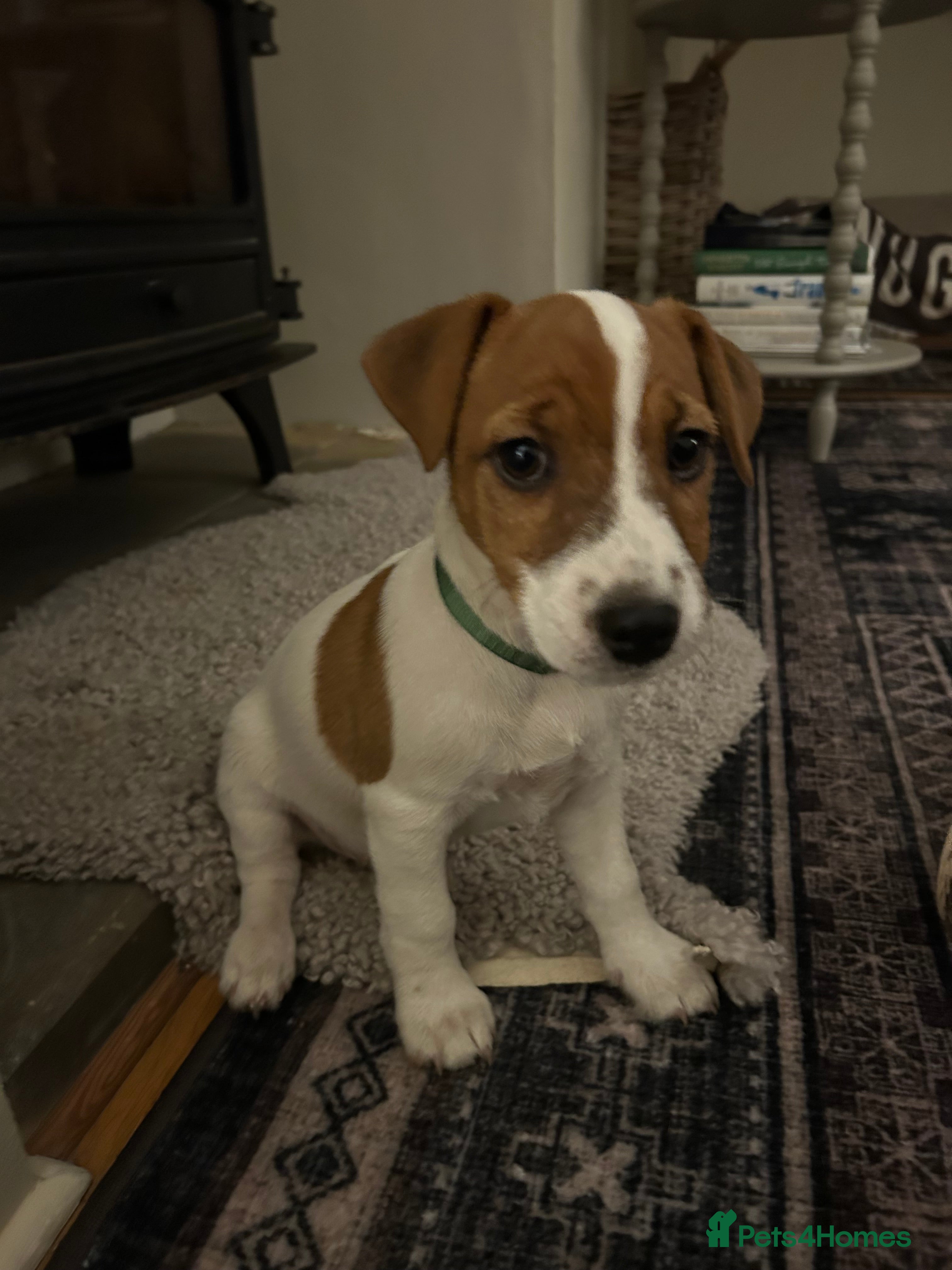 Mixed Breed dogs Parson / Jack Russell puppies - Advert 9