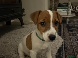 Mixed Breed dogs Parson / Jack Russell puppies - Advert 9