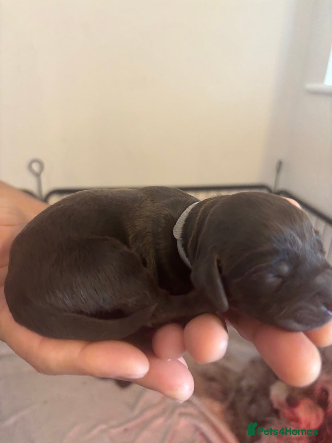 Cockapoo dogs for sale: Cockapoo puppies - Image 7