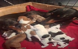 Dachshund dogs for sale: Daschounds  - Image 5