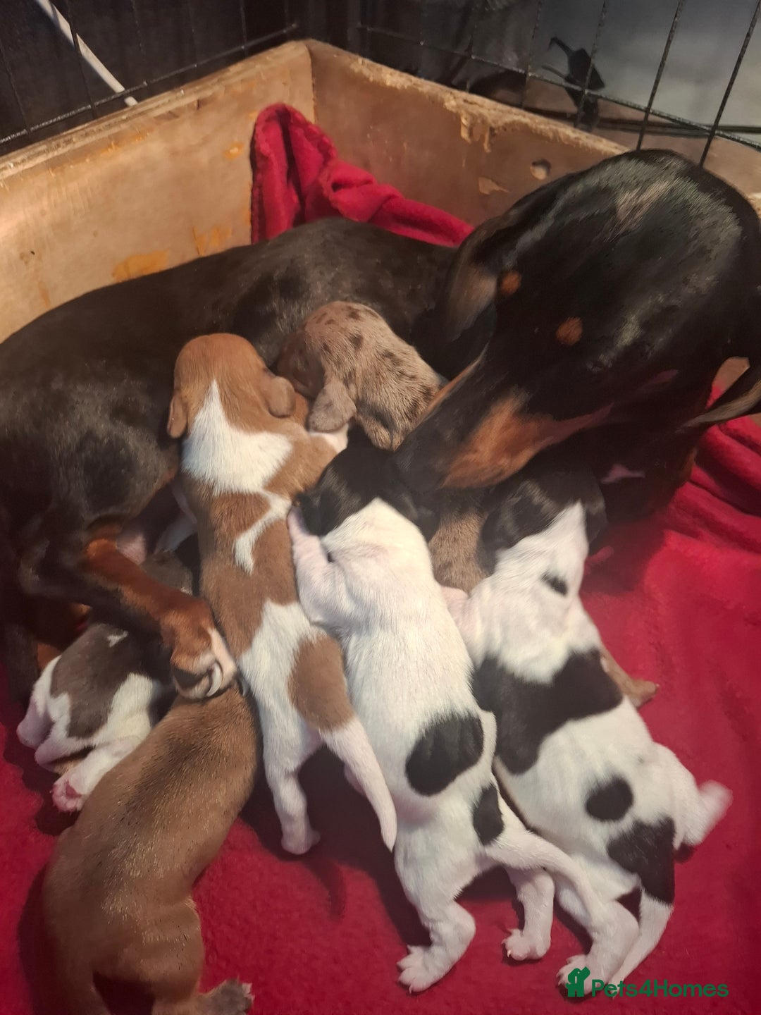 Dachshund dogs for sale: Daschounds  - Image 5