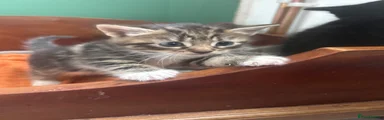Mixed Breed Kitten 5