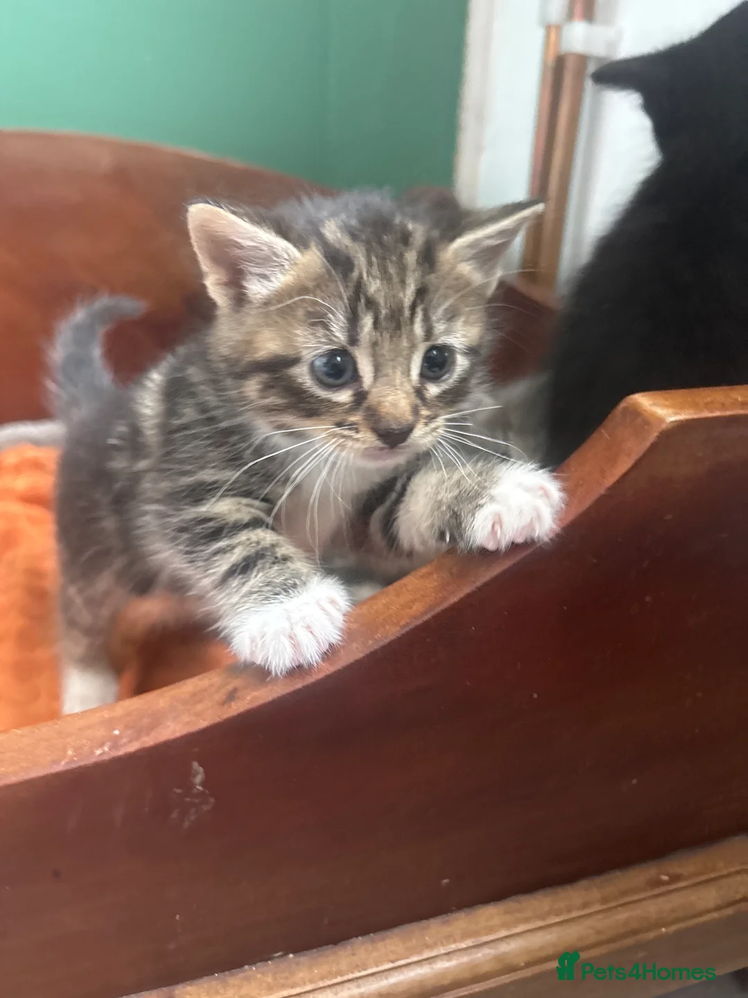 Mixed Breed cats for sale: 5 mixed breed kittens - Advert 2