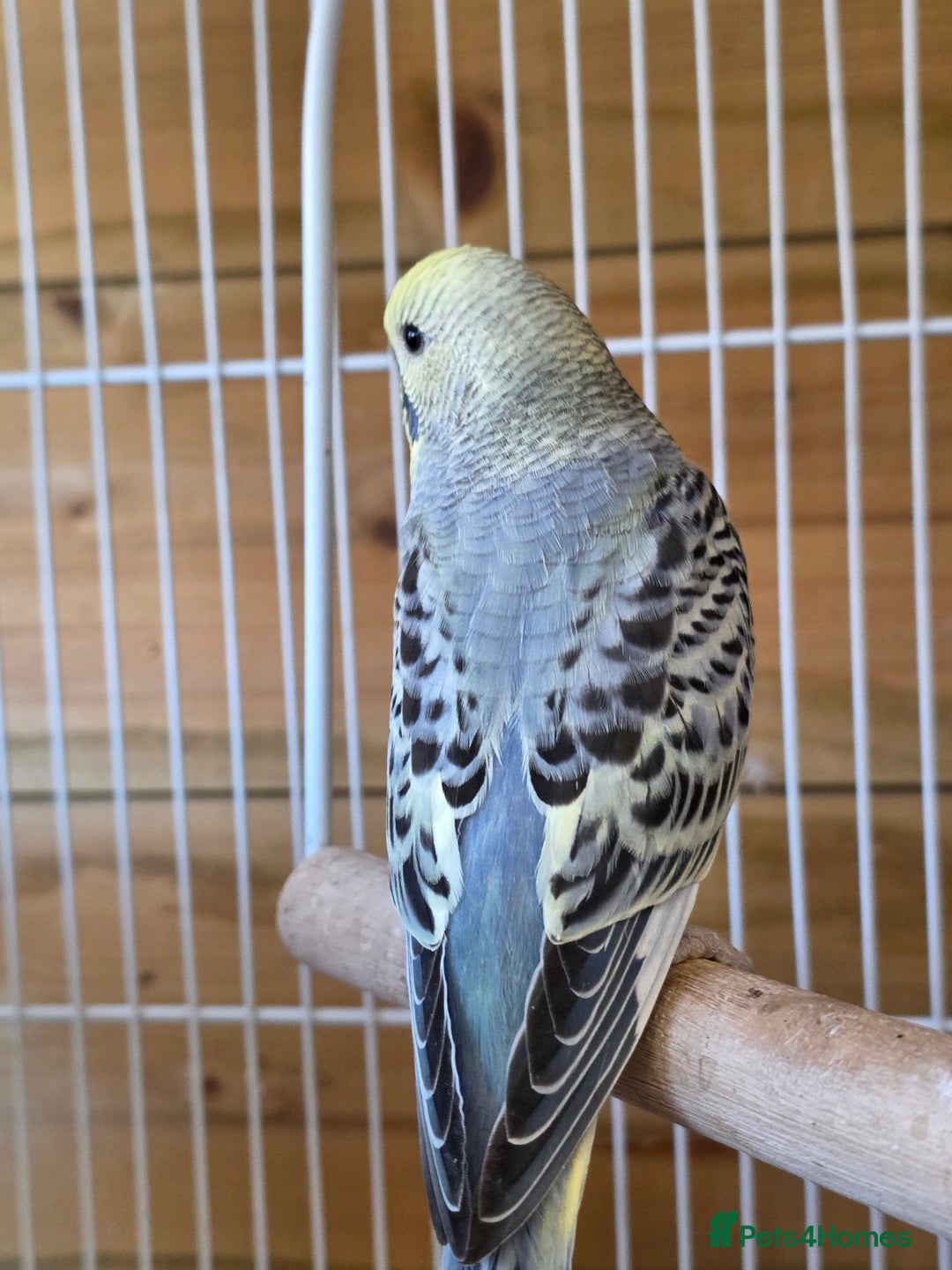 Budgerigars birds for sale: Beautiful Baby Budgies - Image 5
