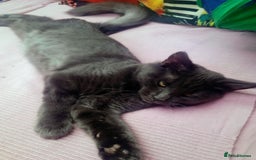 Maine Coon cats for sale: Maicoon  - Image 15
