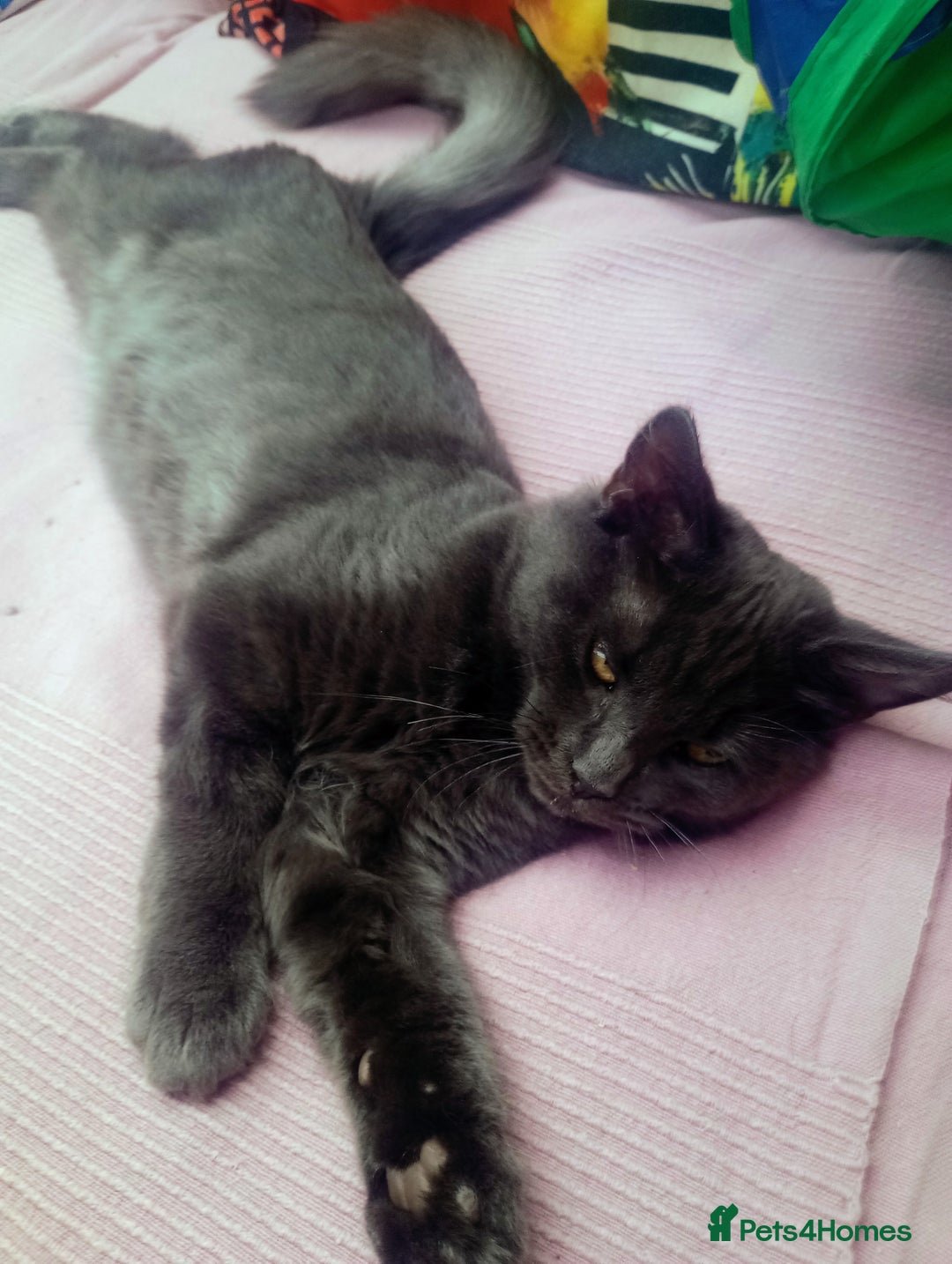 Maine Coon cats for sale: Maicoon  - Image 15