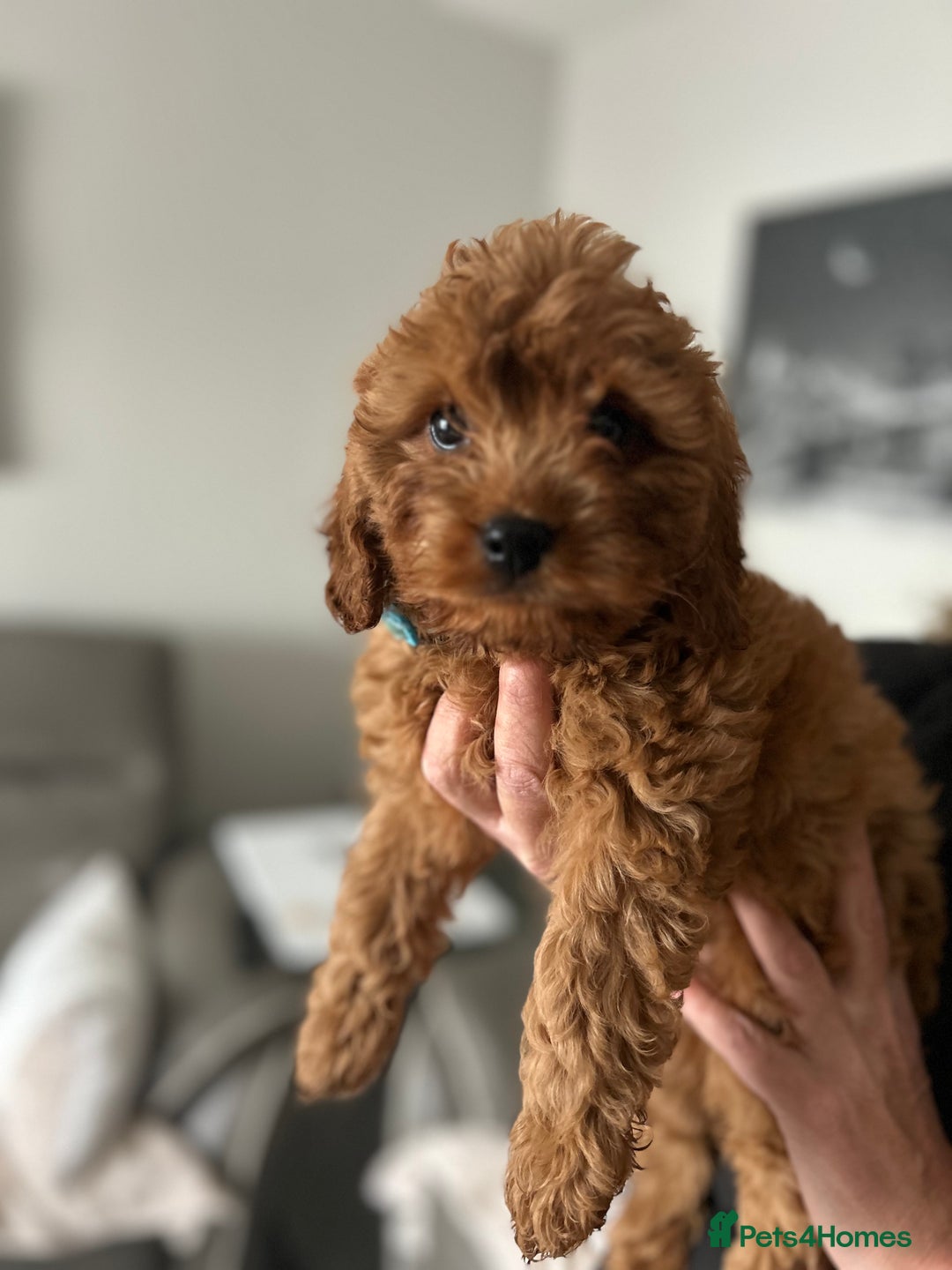 Cavapoo dogs for sale: Cavapoos  - Image 11