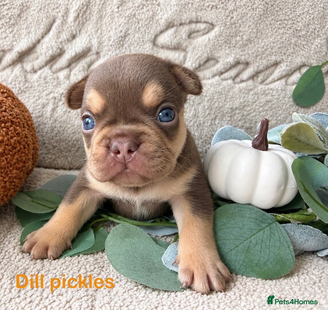 French Bulldog dogs Kc registered chocolate and tan frenchies - Advert 1