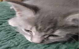 Mixed Breed cats for sale: UNIQUE SILVER/BLUE BENGAL X RUSSIAN BLUE KITTENS  - Image 28