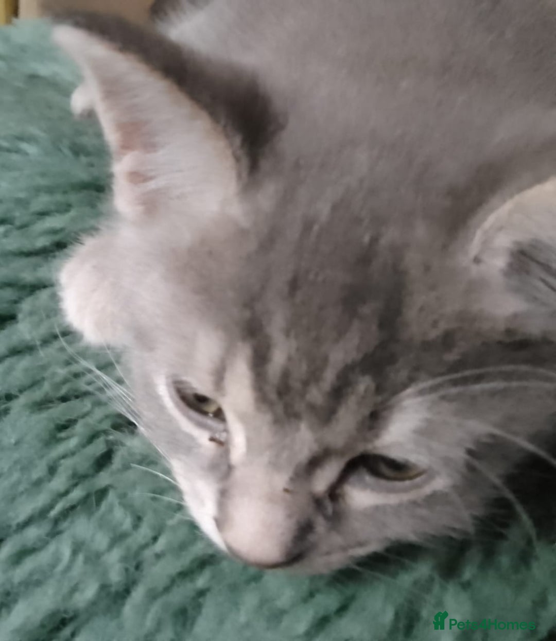 Mixed Breed cats for sale: UNIQUE SILVER/BLUE BENGAL X RUSSIAN BLUE KITTENS  - Image 28