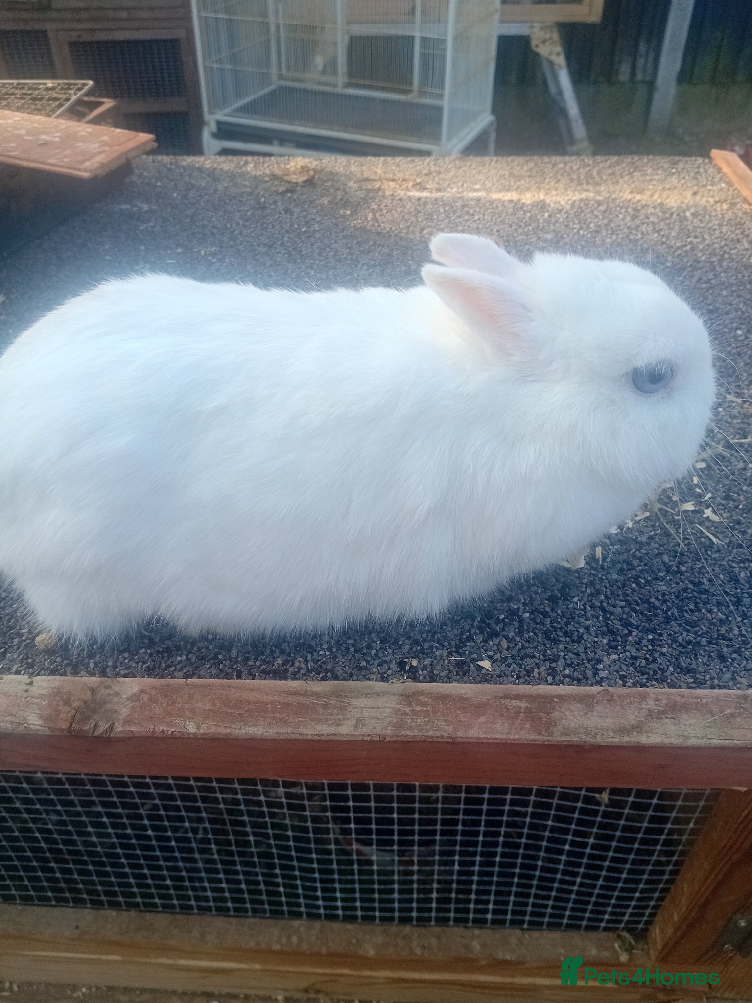 Netherland Dwarf rabbits Netherland dwarfs females - Advert 11