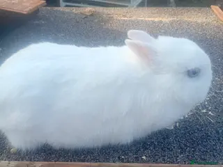 Netherland Dwarf rabbits Netherland dwarfs females - Advert 11