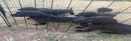 Labrador Retriever dogs for sale: Excellent breed KC labs fendawood Harold  lines  - Advert 11
