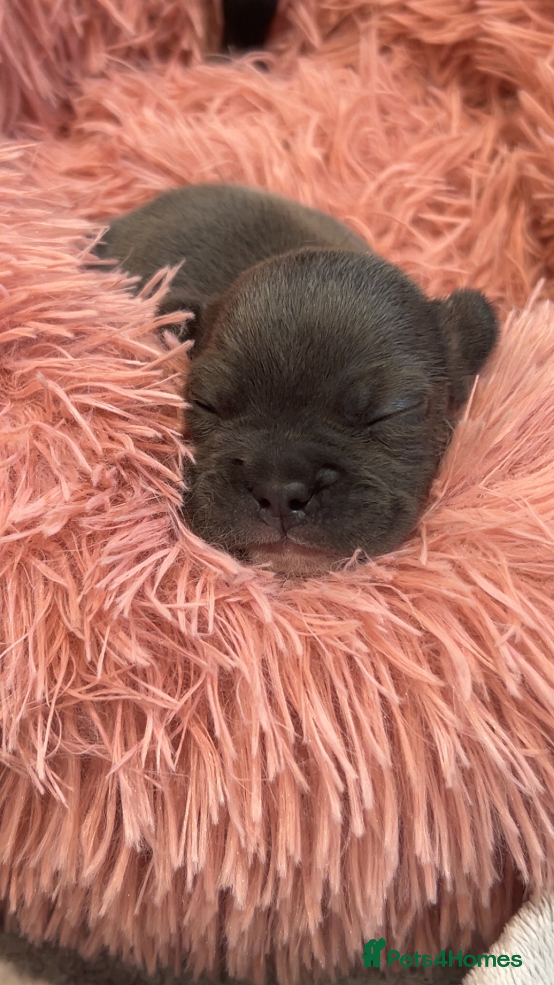 French Bulldog dogs for sale: 2 French bull dog puppies  - Image 15