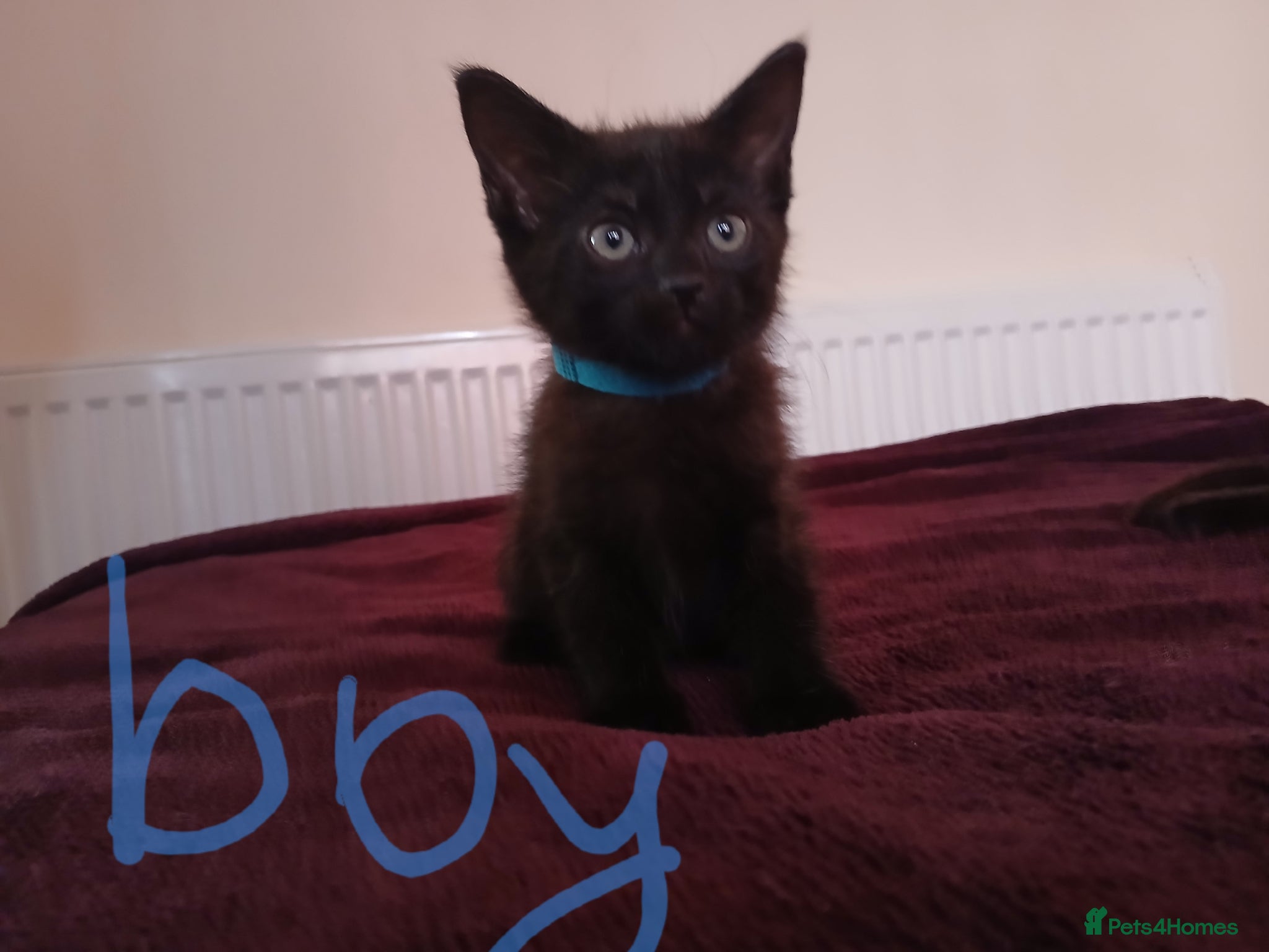 Mixed Breed cats 3 Adorable fluffy kittens 😸 😍  Ready now‼️ - Advert 2