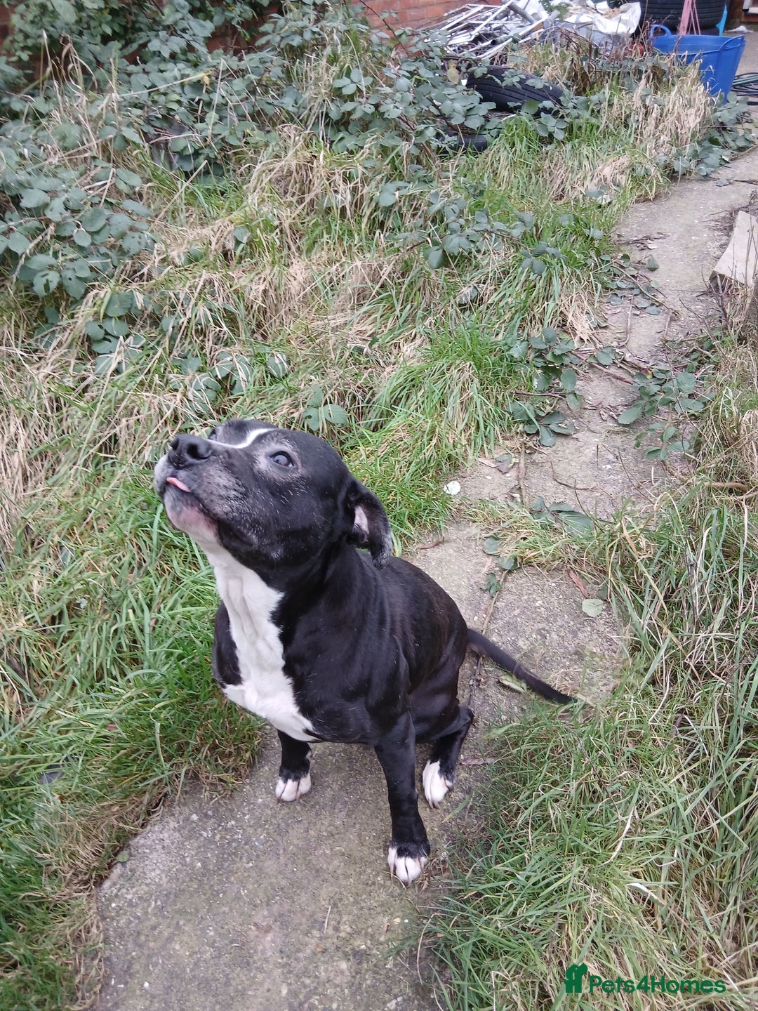 American Bulldog dogs for sale: American Bull Dog - Advert 2