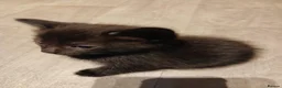 Mixed Breed cats for sale: Black and white kittens  - Advert 7