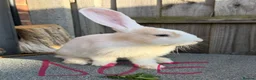 Giant Papillon rabbits for sale: Miniloop , netherland draft and continental cross - Advert 8