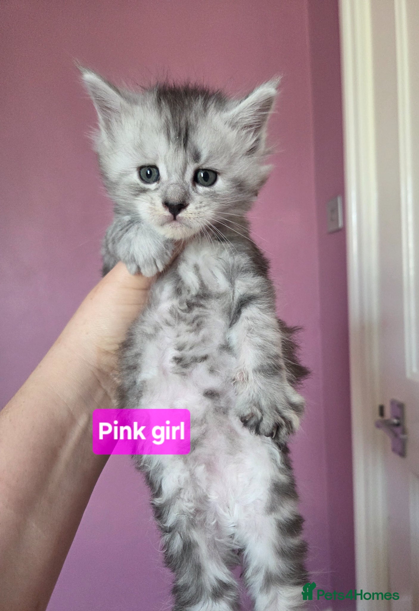 Maine Coon cats Mainecoon Kittens Tica Reg - Advert 7