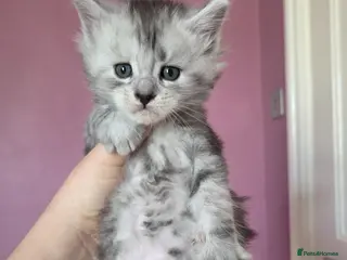 Maine Coon cats Mainecoon Kittens Tica Reg - Advert 3