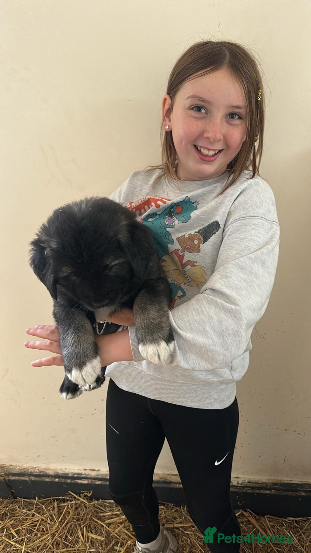 Caucasian Shepherd Dog dogs for sale:  ⭐️Caucasian shepherds⭐️puppies #bears big boned   - Image 32