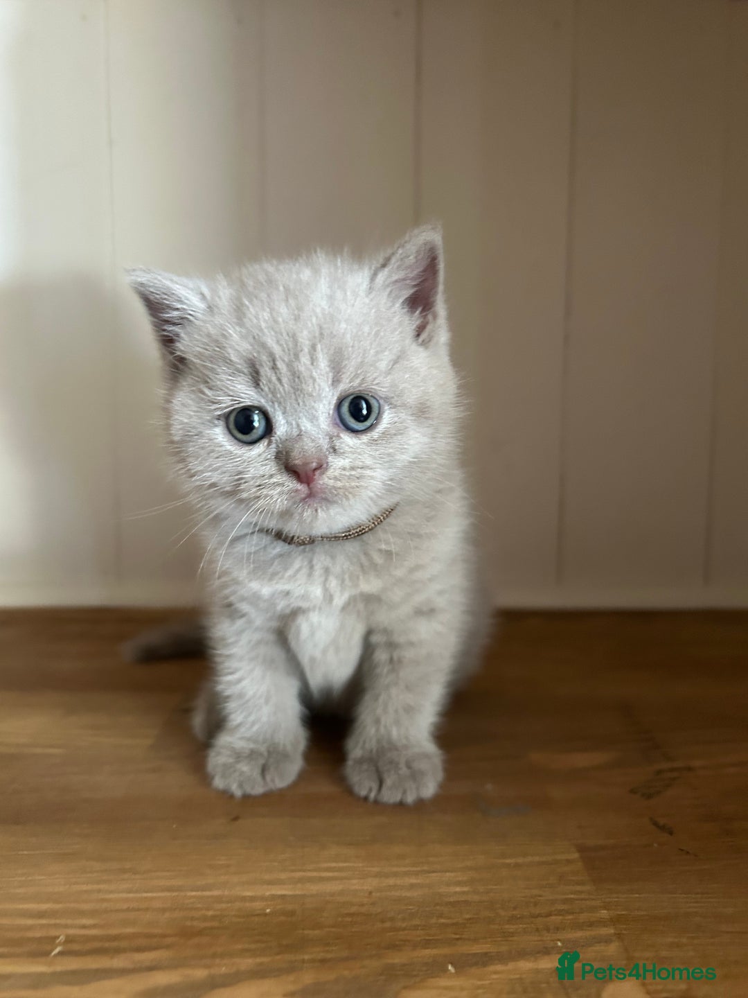British Shorthair cats for sale: Charming GCCF British Shorthair Kittens 🐈‍⬛  - Image 31