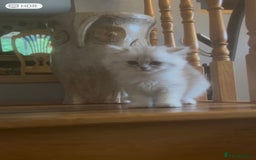 Persian cats for sale: 3 male Persian x chinchilla kittens  - Image 2