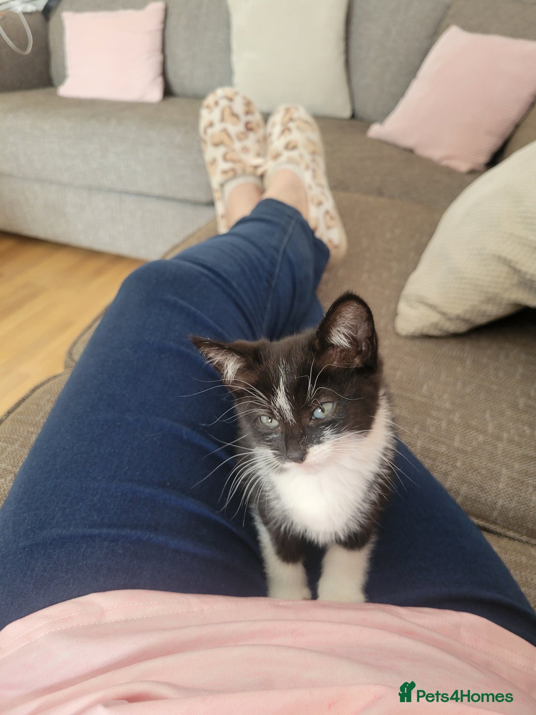 Mixed Breed cats for sale: Friendly girl - Image 5