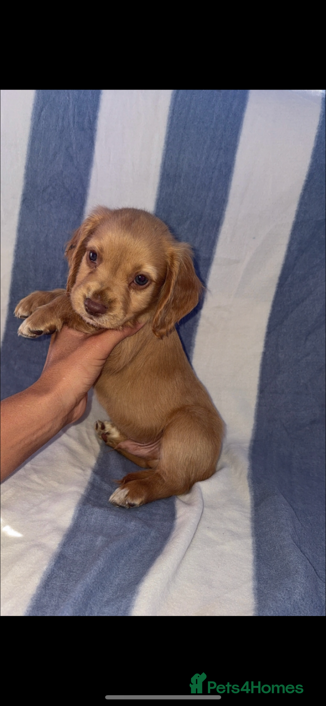 Cocker Spaniel dogs for sale: Ready to leave  - Image 3