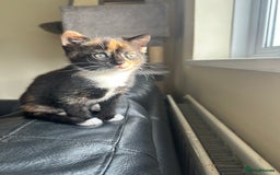 Mixed Breed cats for sale: Beautiful litter of kittens - Image 2