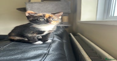 Mixed Breed cats - Advert 1