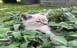 Siamese cats for sale: Siamese X Ragdoll  - Image 1