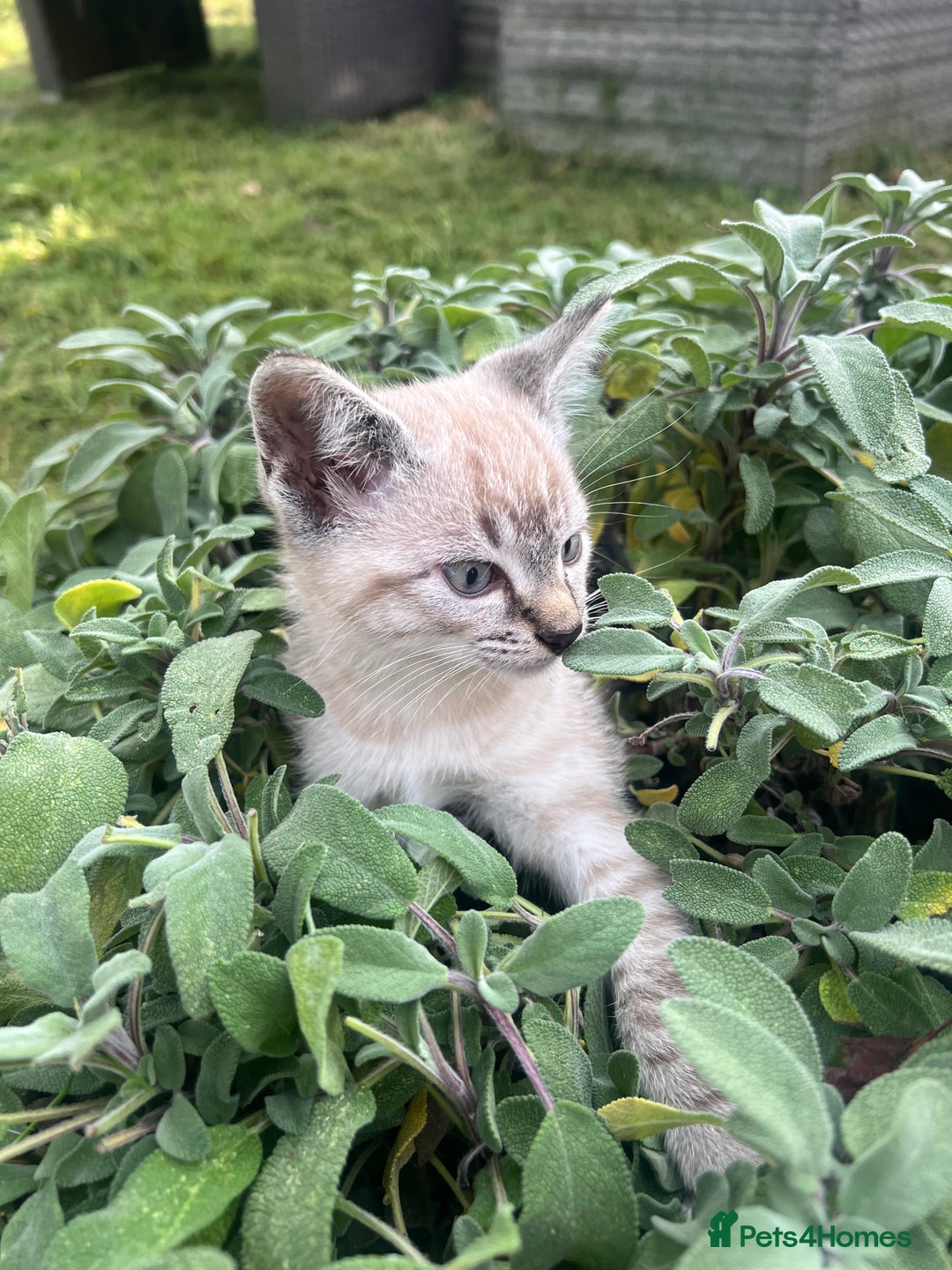 Siamese cats for sale: Siamese X Ragdoll  - Image 1