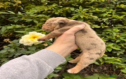 Olde English Bulldogge dogs for sale: RAINBOW OLD ENGLISH LITTER !!! - Image 5