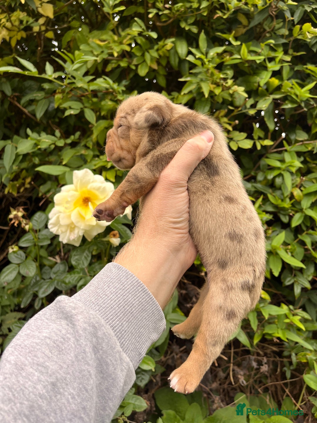 Olde English Bulldogge dogs for sale: RAINBOW OLD ENGLISH LITTER !!! - Image 5