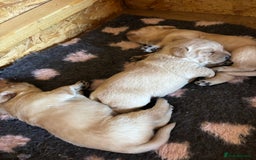 Labrador Retriever dogs for sale: STUNNING HEALTH TESTED LABRADORS - Image 11