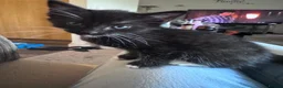 Mixed Breed cats for sale: Kittens - Advert 10