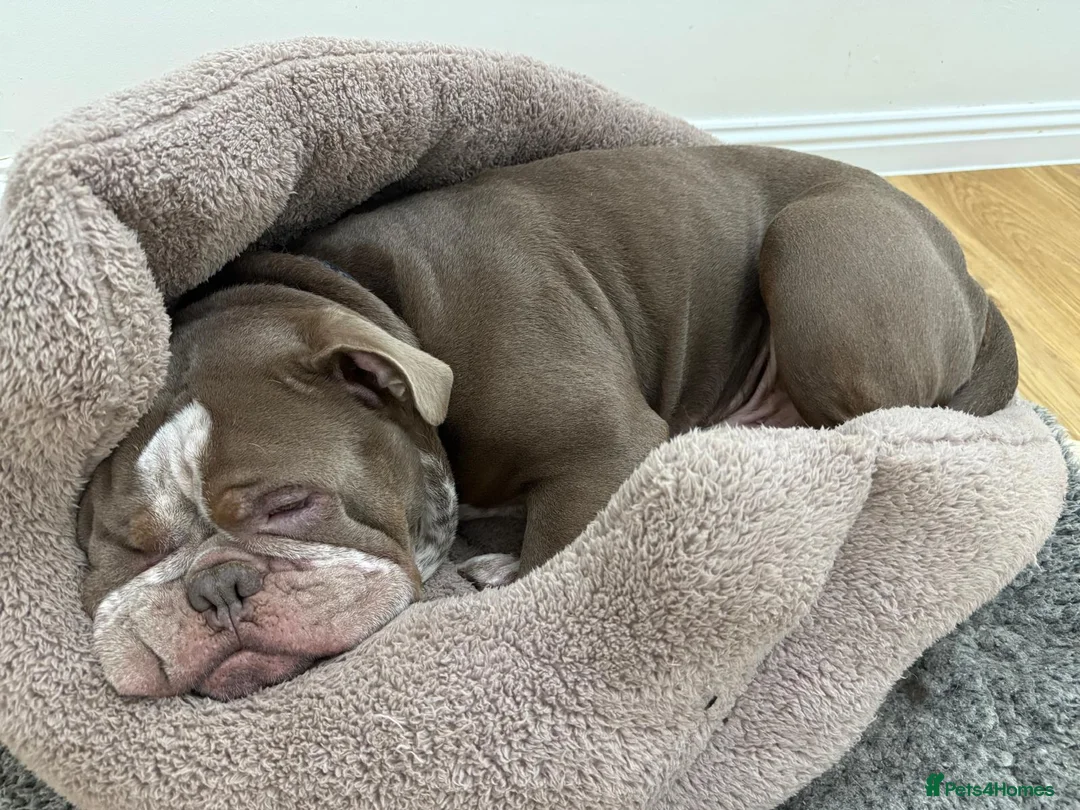 Olde English Bulldogge dogs for sale: Ollie - Looking for a loving home - Advert 4