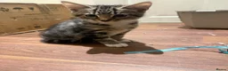 Domestic Shorthair cats for sale: Tabby coat 10 weeks old kitten in Bradford - Advert 5