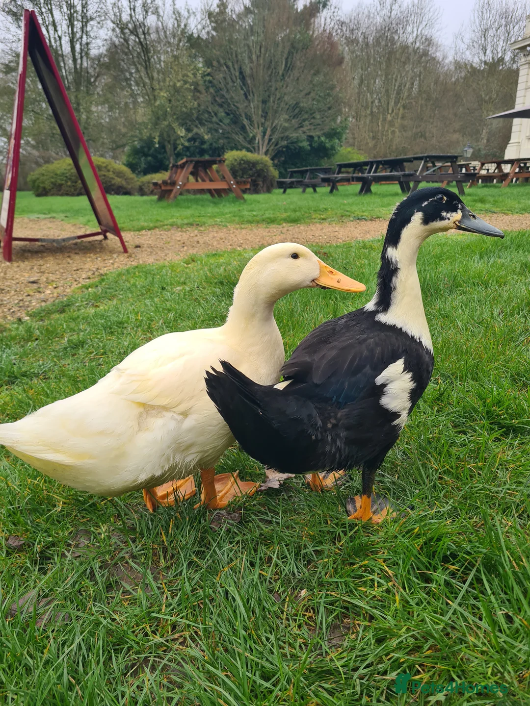 Ducks poultry for sale: Ducks for rehoming - Advert 3