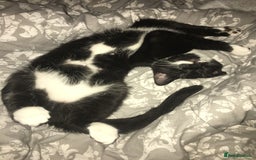 Domestic Shorthair cats for sale: Big gentle loving boy - Image 2