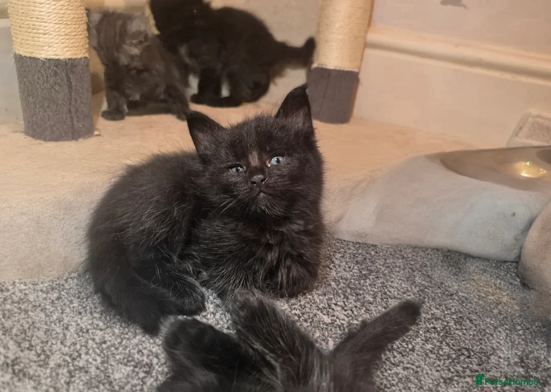 Maine Coon cats for sale: 5 beautiful maine coons left  - Advert 5
