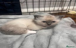 Ragdoll cats for sale: Splendid fluffy Ragdolls - Image 5