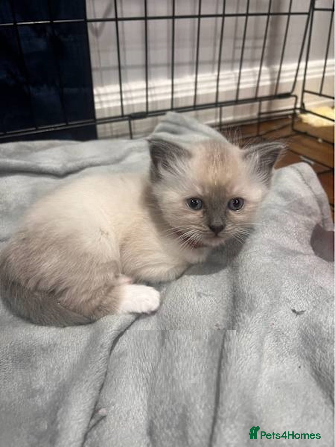 Ragdoll cats for sale: Splendid fluffy Ragdolls - Image 5