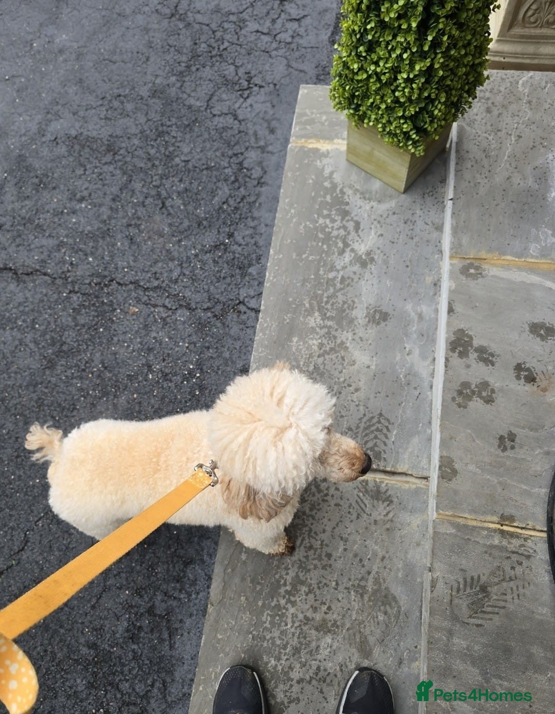 Miniature Poodle dogs for sale: MINIATURE-TOY POODLE PUPPIES AVAILABLE  - Image 9