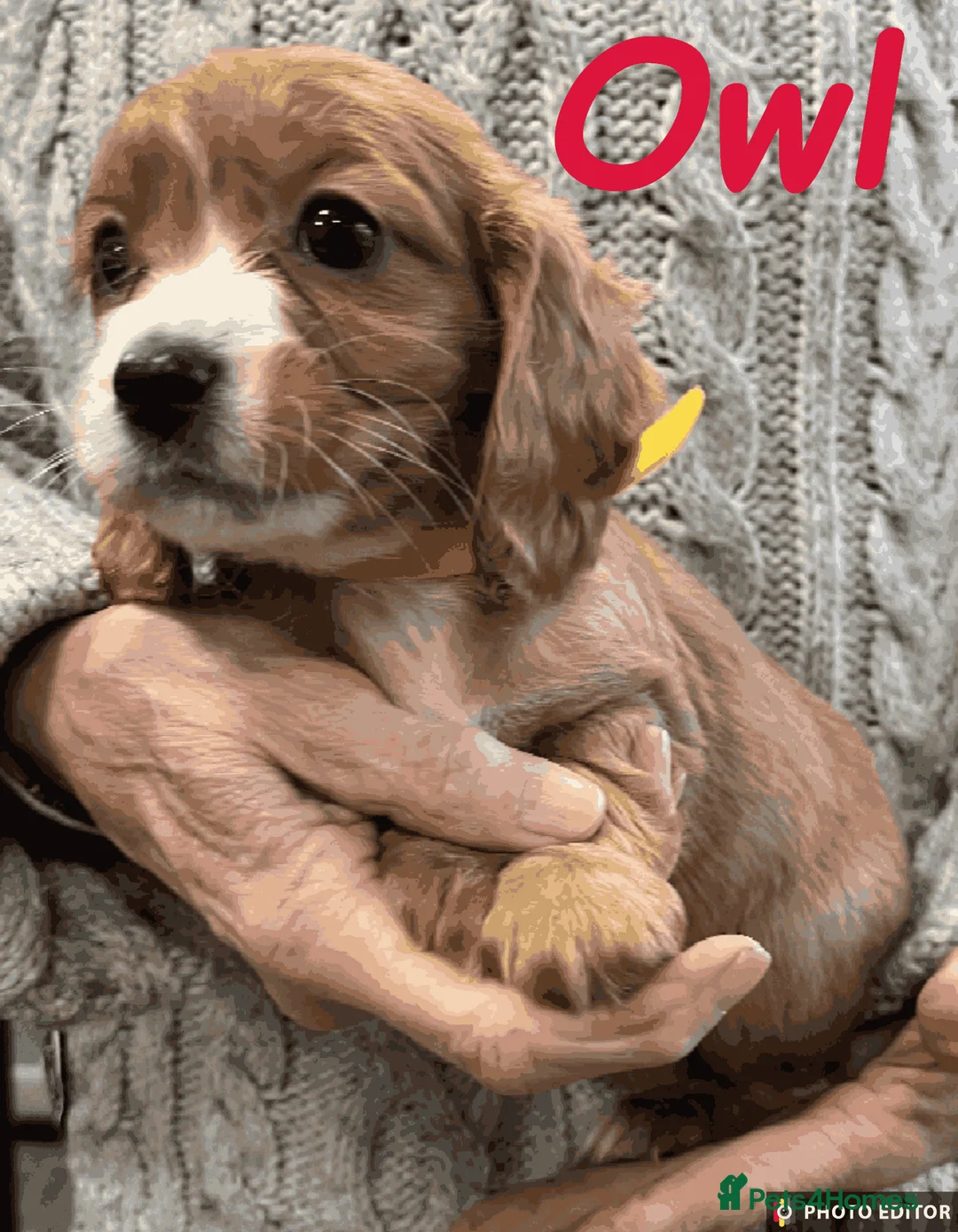 Cockalier dogs for sale: Adorable Cockalier Puppies - Advert 7