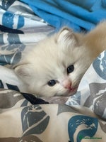 Ragdoll cats Beautiful Fluffy Ragdoll Kittens –One Boy&One Girl - Advert 10