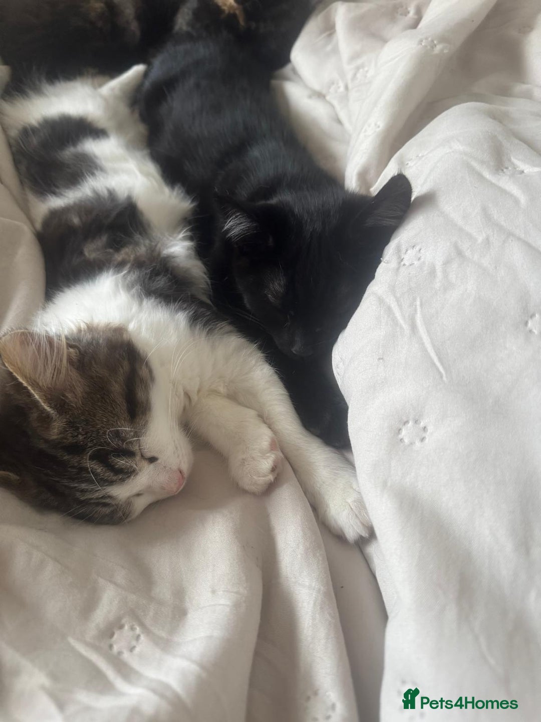 Asian cats for sale: Gorgeous Asia. Kitten looking to remove.  - Advert 2