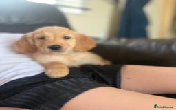 Golden Retriever dogs for sale: Kc Golden Retriever puppies for sale  - Image 5